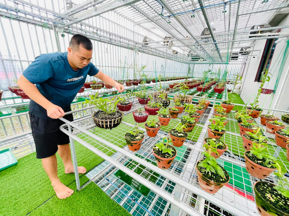 Ông chủ vườn lan Huỳnh Long và mối cơ duyên đặc biệt với hoa lan Ảnh 3