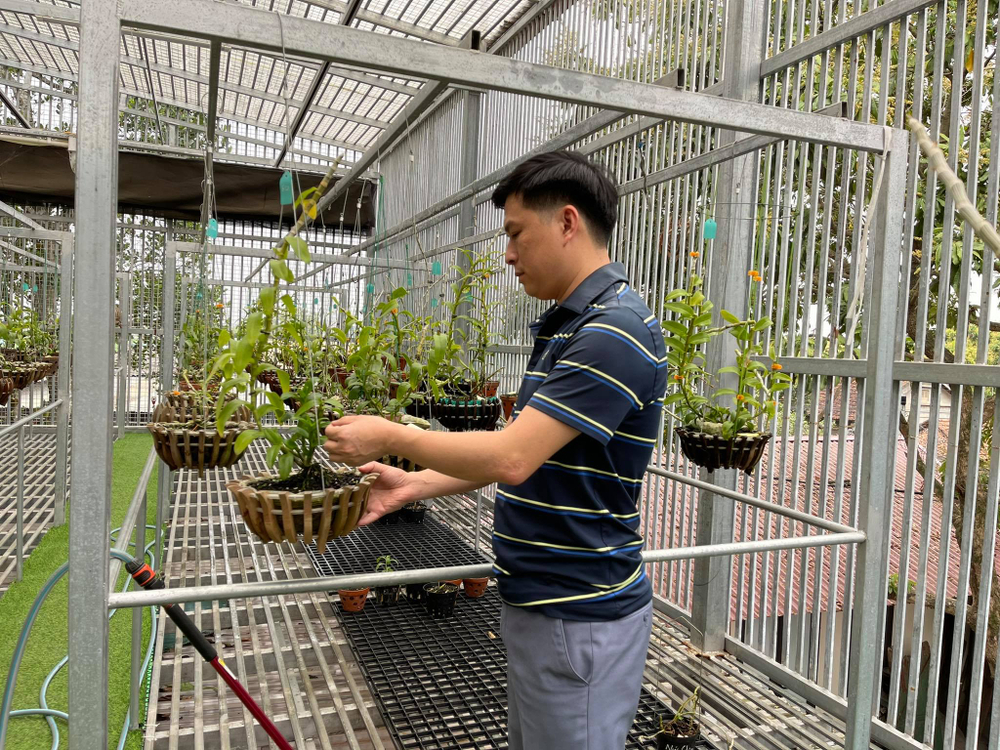 Ông chủ Ninh Nguyễn và câu chuyện của người sành lan đất Phú Thọ Ảnh 6