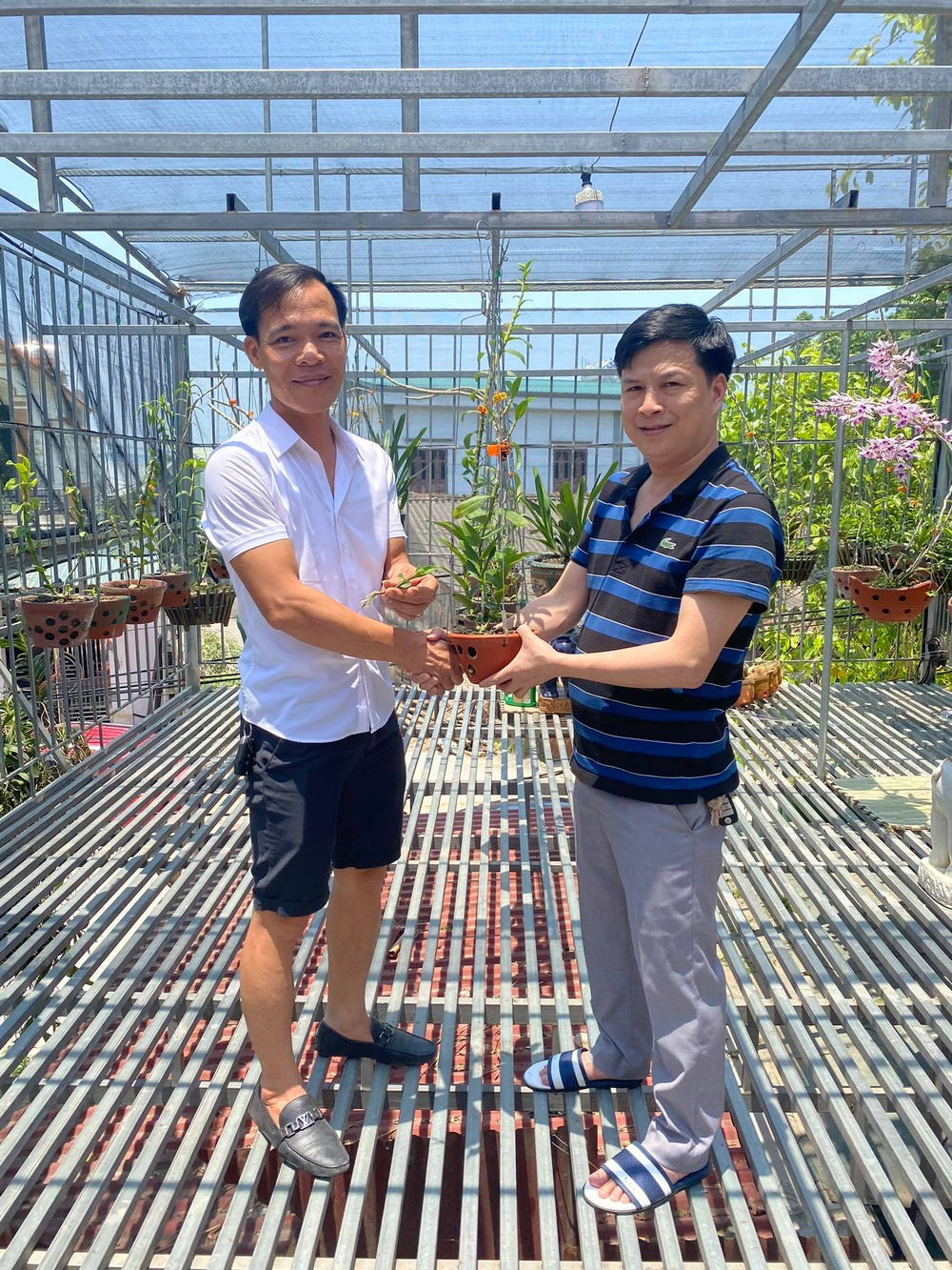 Ông chủ Ninh Nguyễn và câu chuyện của người sành lan đất Phú Thọ Ảnh 1