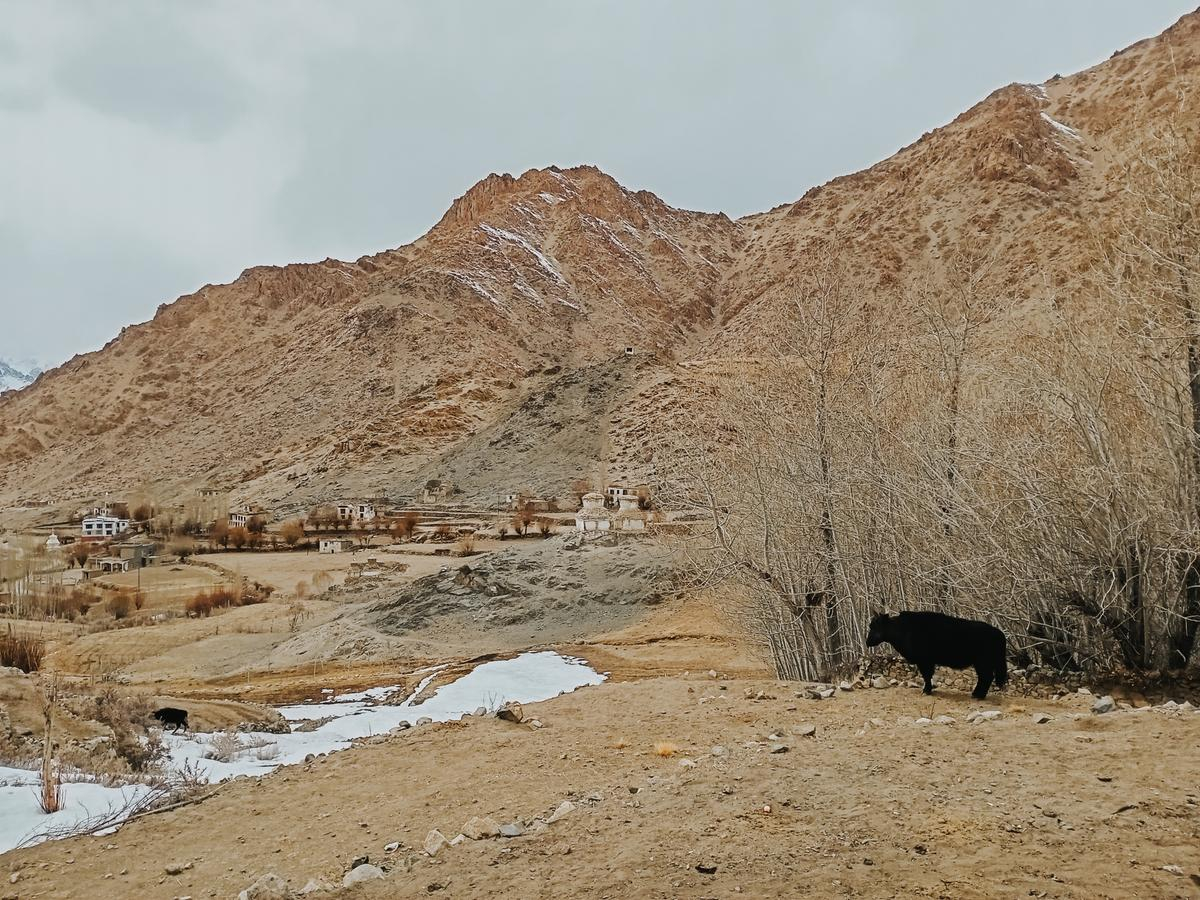 Những trải nghiệm không dành cho những người thích an nhàn tại Ladakh - 'Tiểu Tây Tạng' của Ấn Độ Ảnh 12