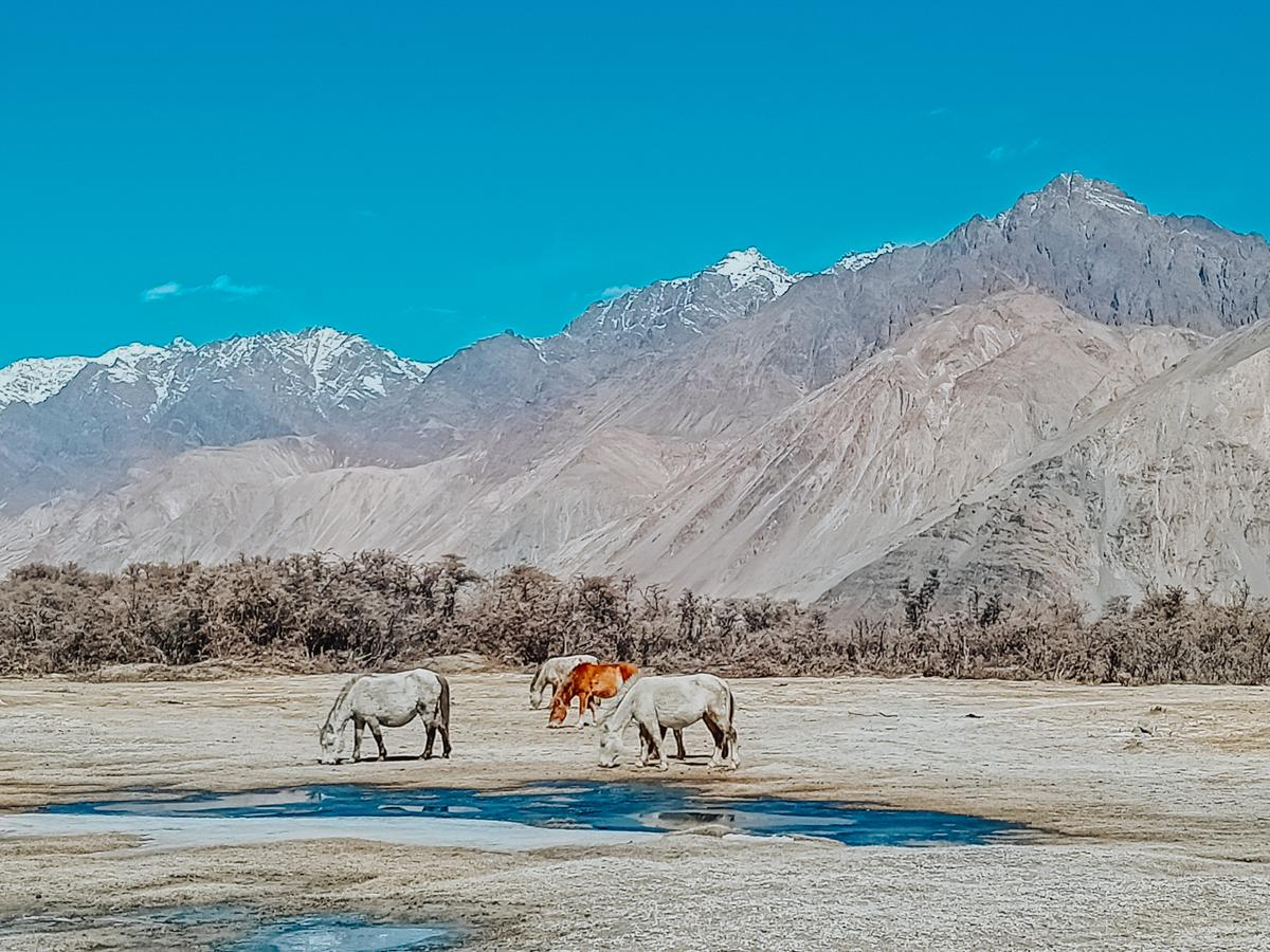 Những trải nghiệm không dành cho những người thích an nhàn tại Ladakh - 'Tiểu Tây Tạng' của Ấn Độ Ảnh 25