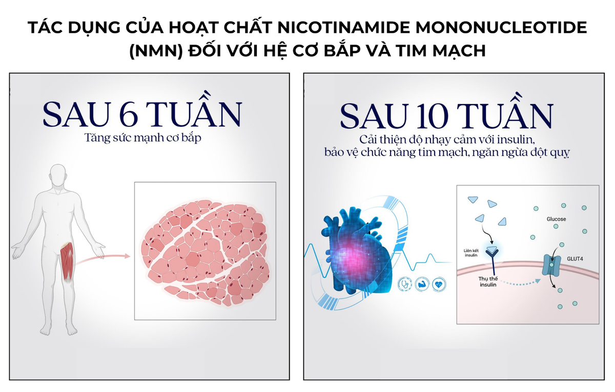 Bổ sung Nicotinamide Mononucleotide (NMN) giúp tăng sức bền vận động Ảnh 2