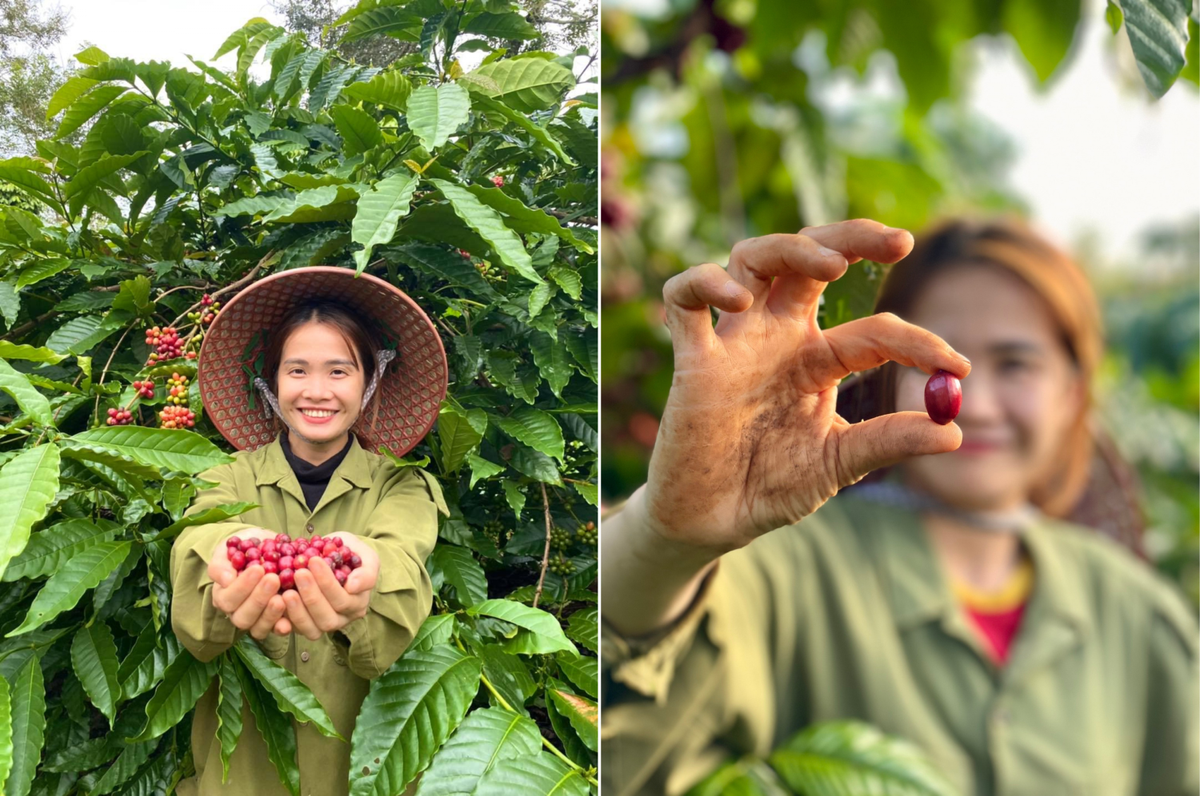 Hành trình 'lột xác' hạt cà phê nơi nương rẫy Tây Nguyên của 'cô nông dân triệu view' Hana Ban Mê Ảnh 1