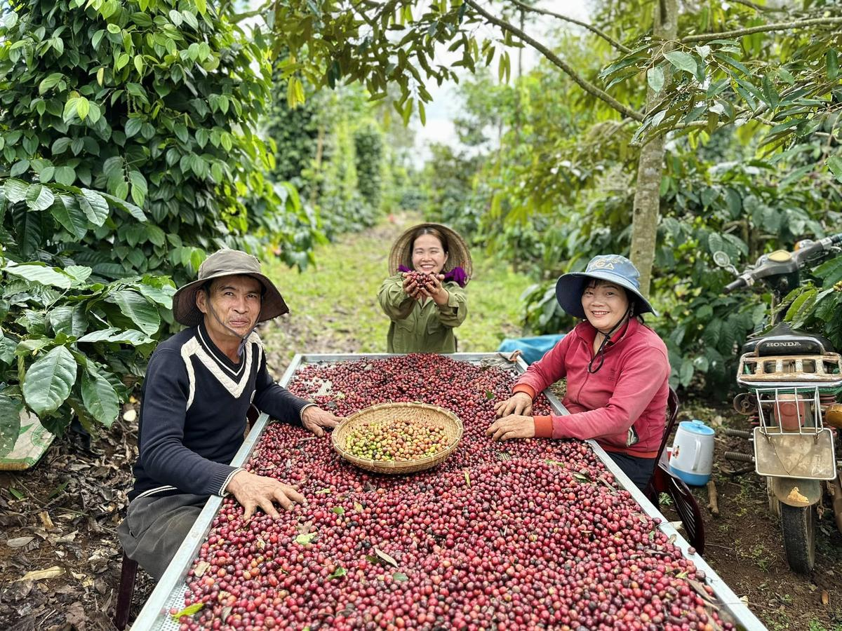 Hành trình 'lột xác' hạt cà phê nơi nương rẫy Tây Nguyên của 'cô nông dân triệu view' Hana Ban Mê Ảnh 3