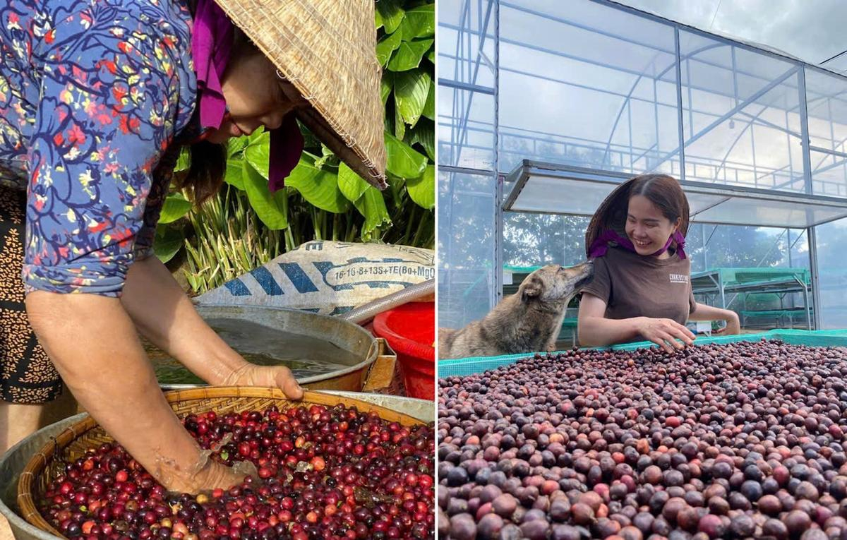 Hành trình 'lột xác' hạt cà phê nơi nương rẫy Tây Nguyên của 'cô nông dân triệu view' Hana Ban Mê Ảnh 4