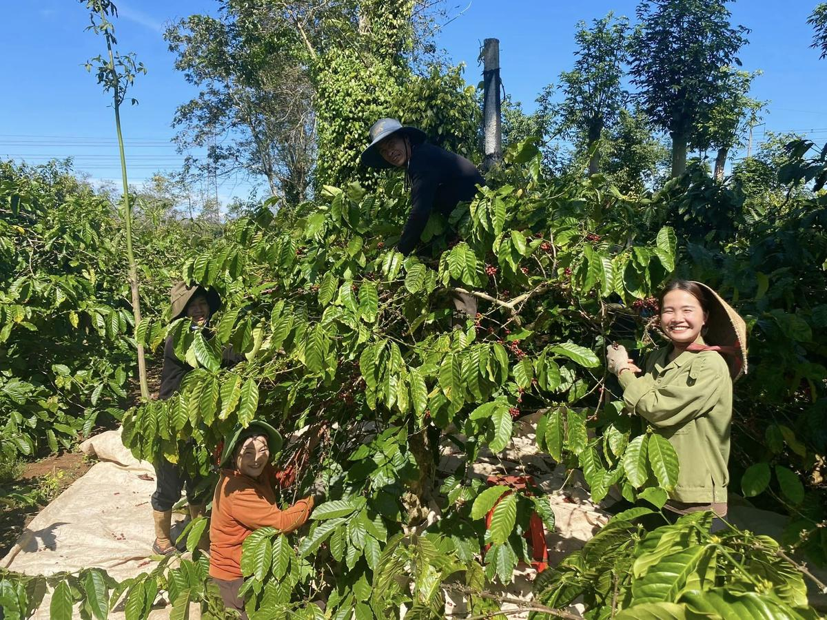 Hành trình 'lột xác' hạt cà phê nơi nương rẫy Tây Nguyên của 'cô nông dân triệu view' Hana Ban Mê Ảnh 2