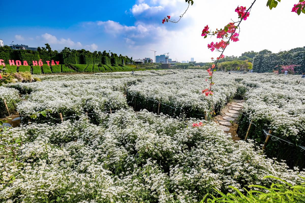 Thung Lũng hoa Hồ Tây nơi trải nghiệm ngàn hoa cho phái đẹp tại Hà Nội Ảnh 2