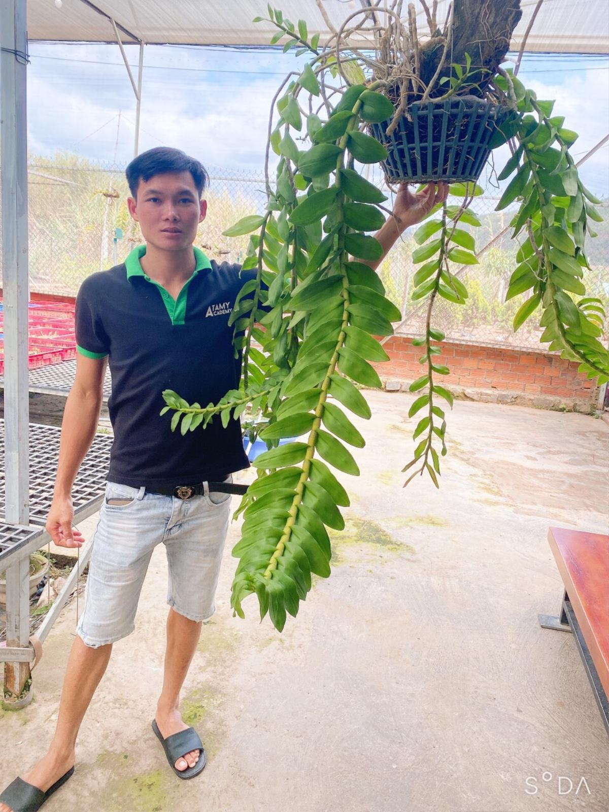 Nguyễn Quốc Trường: Hoa lan đột biến có giá trị cao hơn lan thường vì cung không đủ cầu Ảnh 7