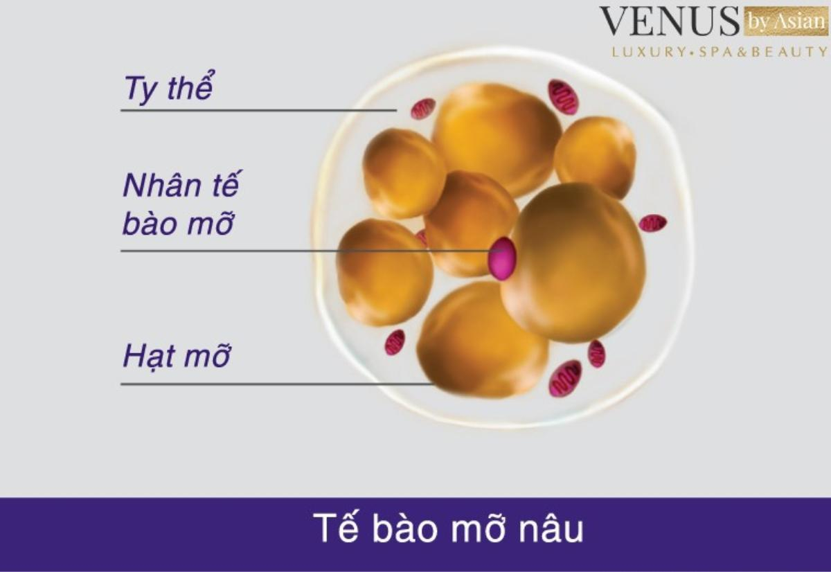 Công nghệ chuyển mỡ trắng thành mỡ nâu - vừa giảm béo lại bảo vệ sức khoẻ Ảnh 1