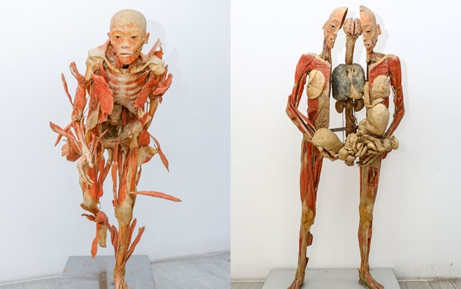 Ra mắt triển lãm độc đáo ‘Sự bí ẩn đặc biệt của cơ thể người’ Ảnh 2