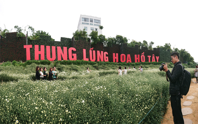 Giới trẻ sốt xình xịch với ‘thung lũng cúc họa mi’ ngay cạnh Hồ Tây Ảnh 2