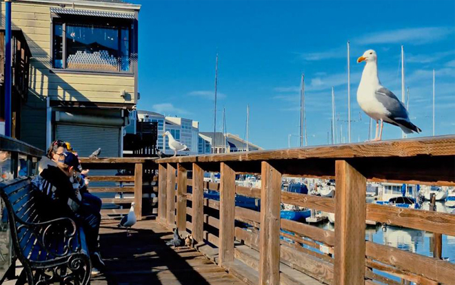 Không phải vẻ đẹp hùng vĩ, San Francisco còn đẹp đến từng chi tiết qua video 8K thế này đây Ảnh 2