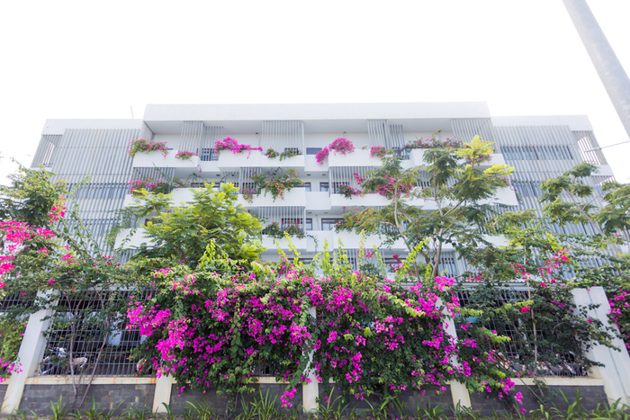  Hoa giấy nở rộ trong nắng hè, nên thơ đến vậy chỉ có ở ĐH FPT Đà Nẵng Ảnh 3
