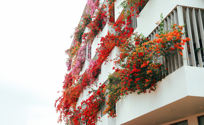 Hoa giấy nở rộ trong nắng hè, nên thơ đến vậy chỉ có ở ĐH FPT Đà Nẵng Ảnh 2