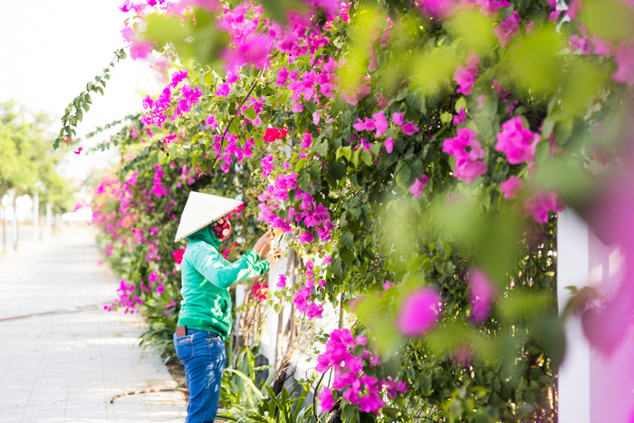  Hoa giấy nở rộ trong nắng hè, nên thơ đến vậy chỉ có ở ĐH FPT Đà Nẵng Ảnh 8