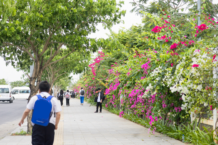  Hoa giấy nở rộ trong nắng hè, nên thơ đến vậy chỉ có ở ĐH FPT Đà Nẵng Ảnh 5