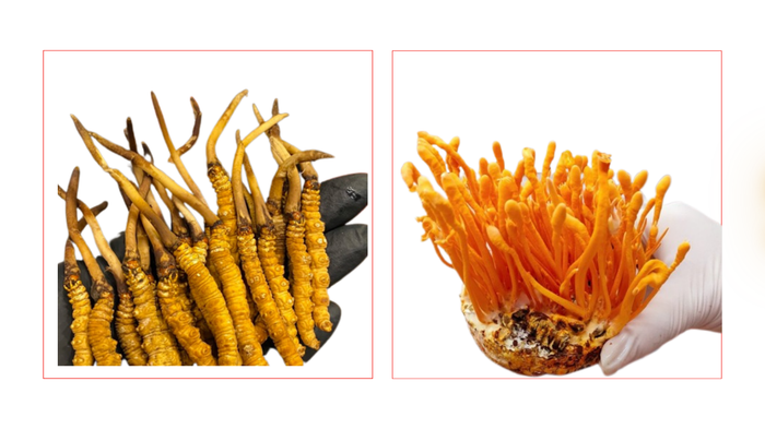 Đông trùng hạ thảo Cordyceps Sinensis (trái) và Cordyceps Militaris (phải)