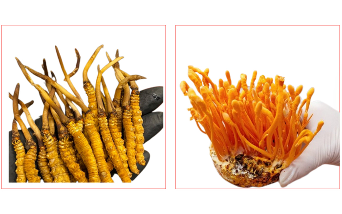 Đông trùng hạ thảo Holiso: Tốt và thật phải là tôn chỉ hàng đầu Ảnh 2