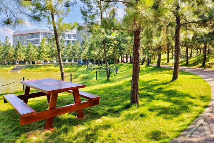 Dưới những tán thông ba lá lãng mạn là khu tự học bên hồ sen thơ mộng.