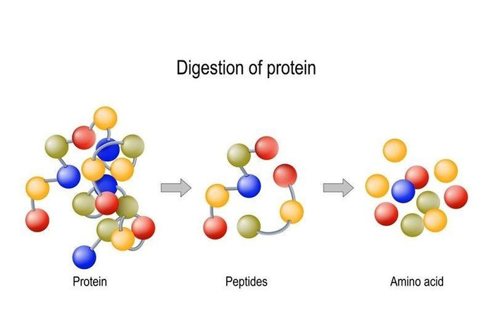 Đạm thủy phân được tạo ra bằng công nghệ thủy phân
