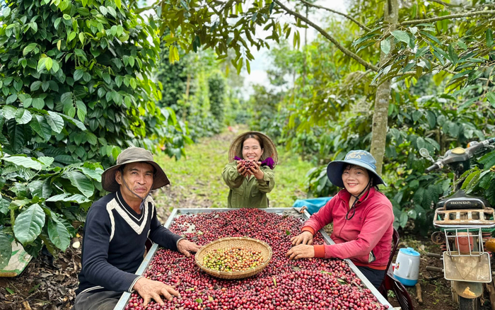 Hành trình 'lột xác' hạt cà phê nơi nương rẫy Tây Nguyên của 'cô nông dân triệu view' Hana Ban Mê Ảnh 2