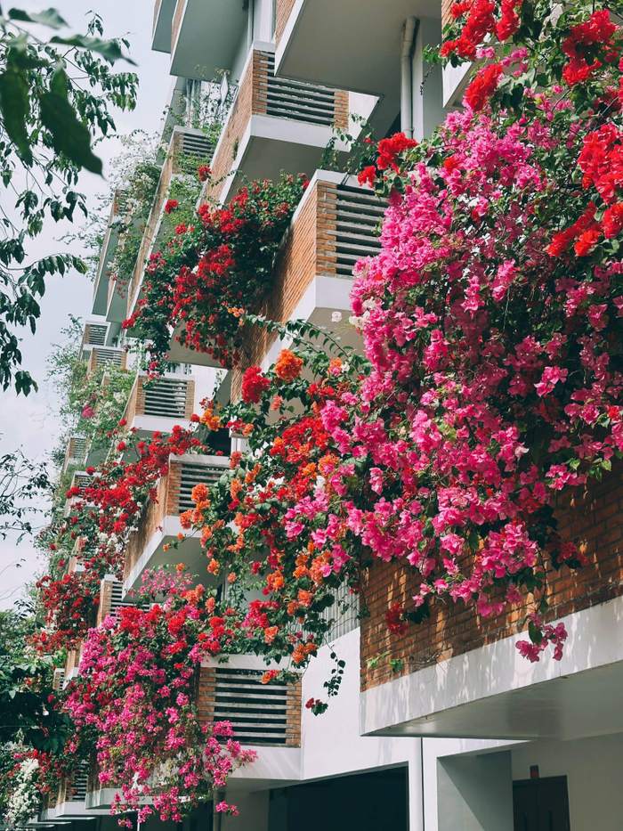 Trường ĐH xanh như resort, đẹp lãng mạn qua ống kính 'nhiếp ảnh gia' tay ngang Ảnh 6