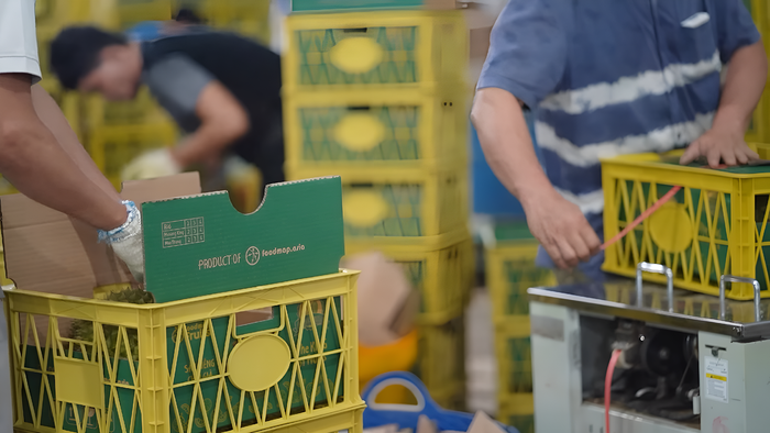 Phương án đóng gói bằng sọt nhựa được đưa ra để đảm bảo chất lượng sầu riêng khi vận chuyển