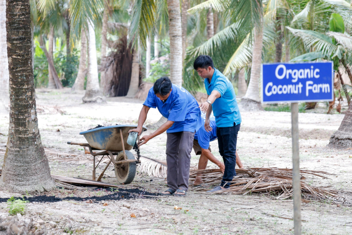 Vietcoco phối hợp cùng nông dân địa phương phát triển kỹ thuật trồng trọt và xây dựng vùng nguyên liệu hữu cơ tại Bến Tre.