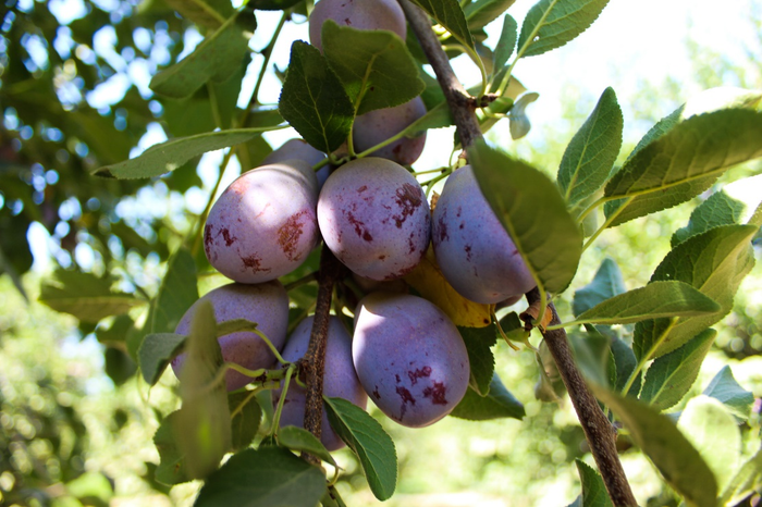 Yêu ngay Mận khô California: Bí quyết cho dinh dưỡng, vị ngon và sự tiện lợi Ảnh 2