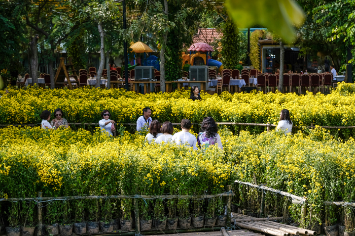 Du khách tạo dáng bên cúc chi vàng