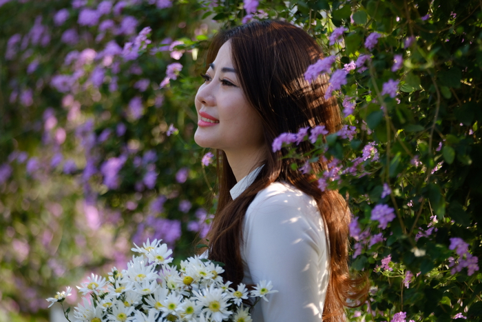 Hoa ngũ sắc tím khoe sắc bên Hồ Tây