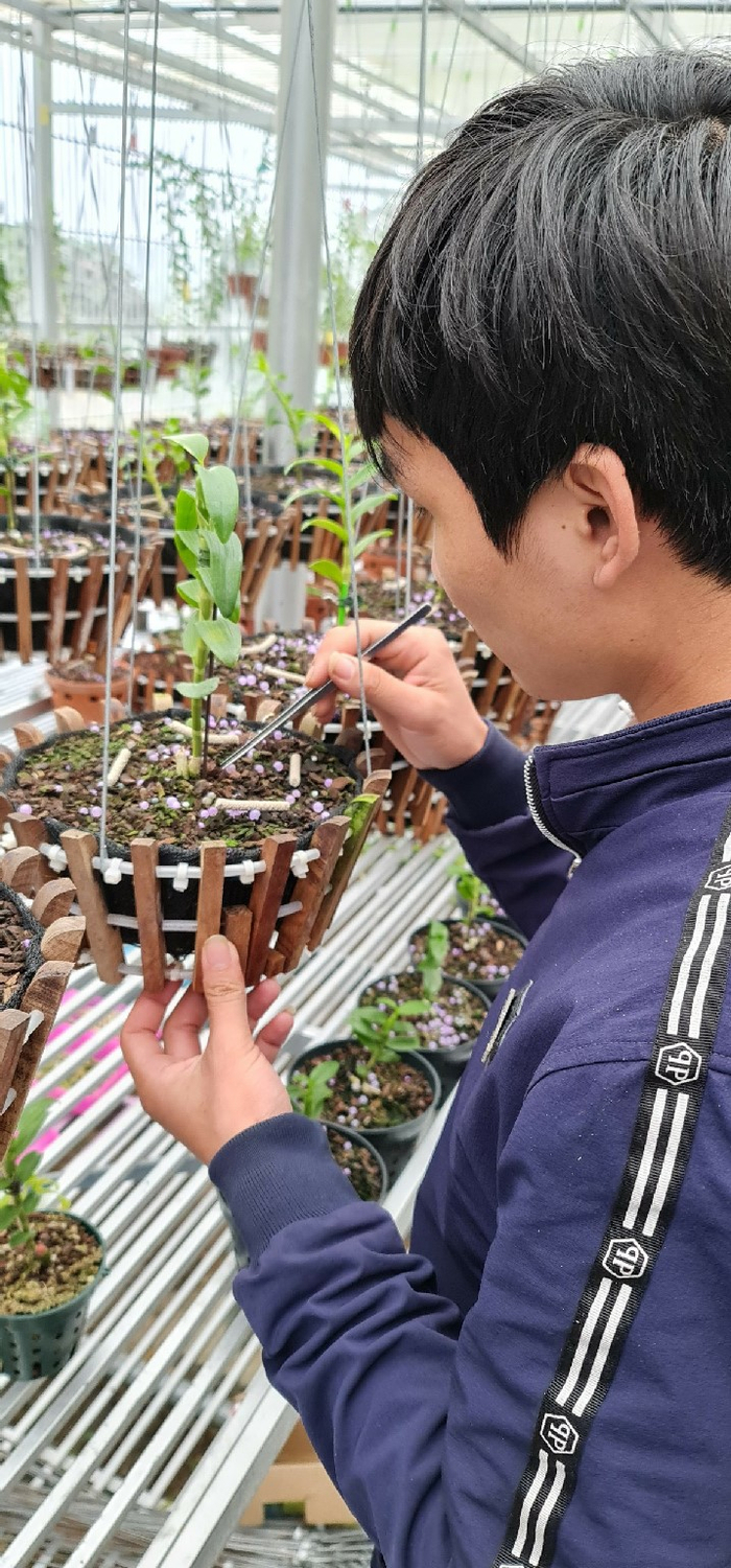 9X Nguyễn Văn Tùng 'chơi lan để thỏa niềm đam mê' Ảnh 2