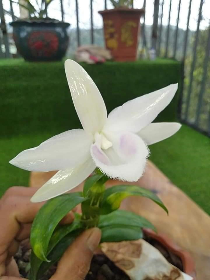 Hồng cánh trắng tại vườn lan của anh Dũng.