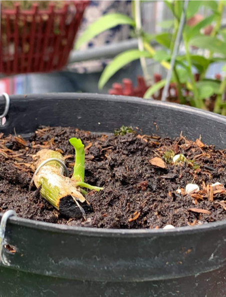 Nghệ nhân Phan Thanh Lương hướng dẫn mọi người trồng hoa lan đột biến đúng cách Ảnh 2