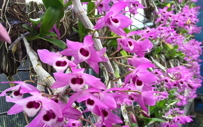 Khám phá vườn lan Berry đẹp, chất lượng ở Thái Bình Ảnh 2