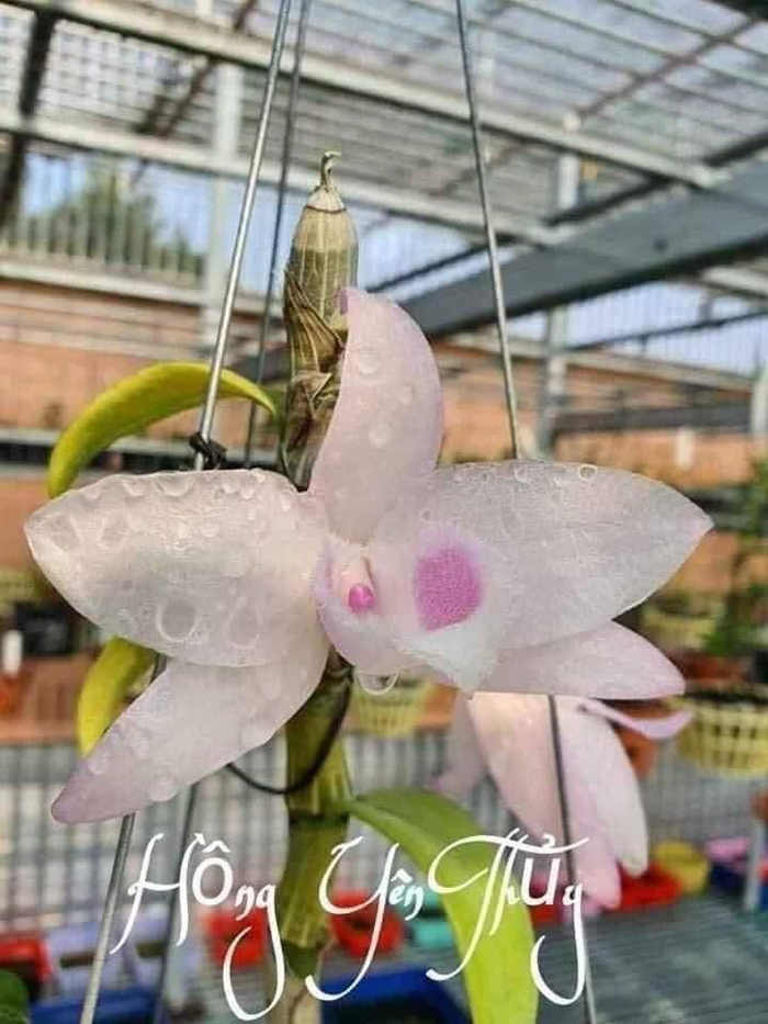 Vẻ đẹp kiêu sa của các loại lan Var khiến cho anh Thắng thay đổi suy nghĩ