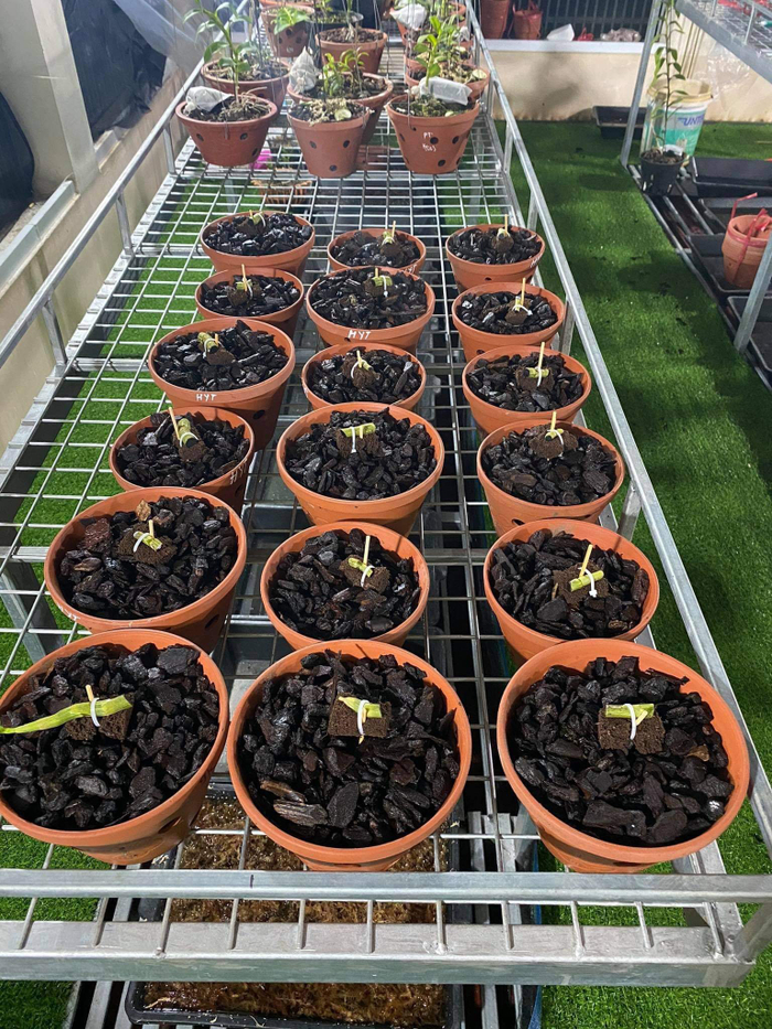 Vườn lan Var đã mang lại cho anh Thắng thu nhập hàng tỷ đồng từ cây giống.