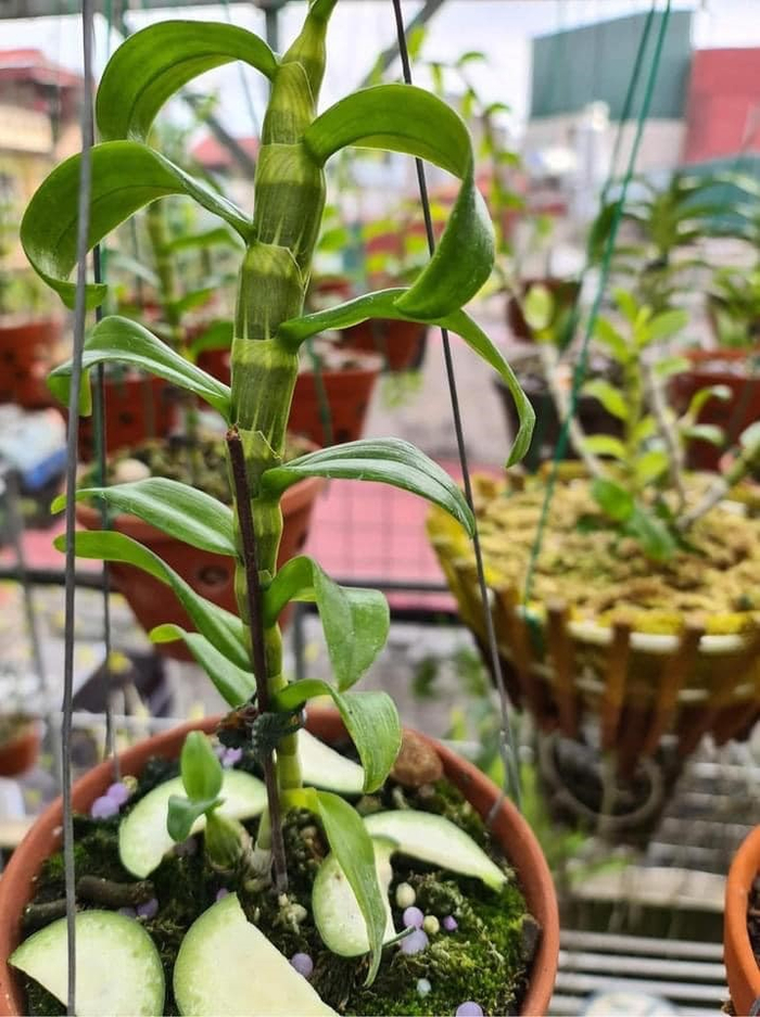 Vườn lan Var của anh Thắng được trang bị đầy đủ hệ thống chăm sóc cho lan