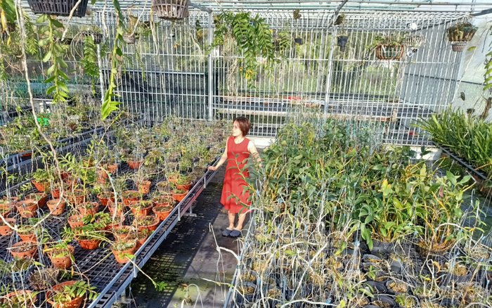 Bà chủ Vườn lan Thu Thanh: Cô gái đặc biệt trong giới chơi lan Ảnh 2