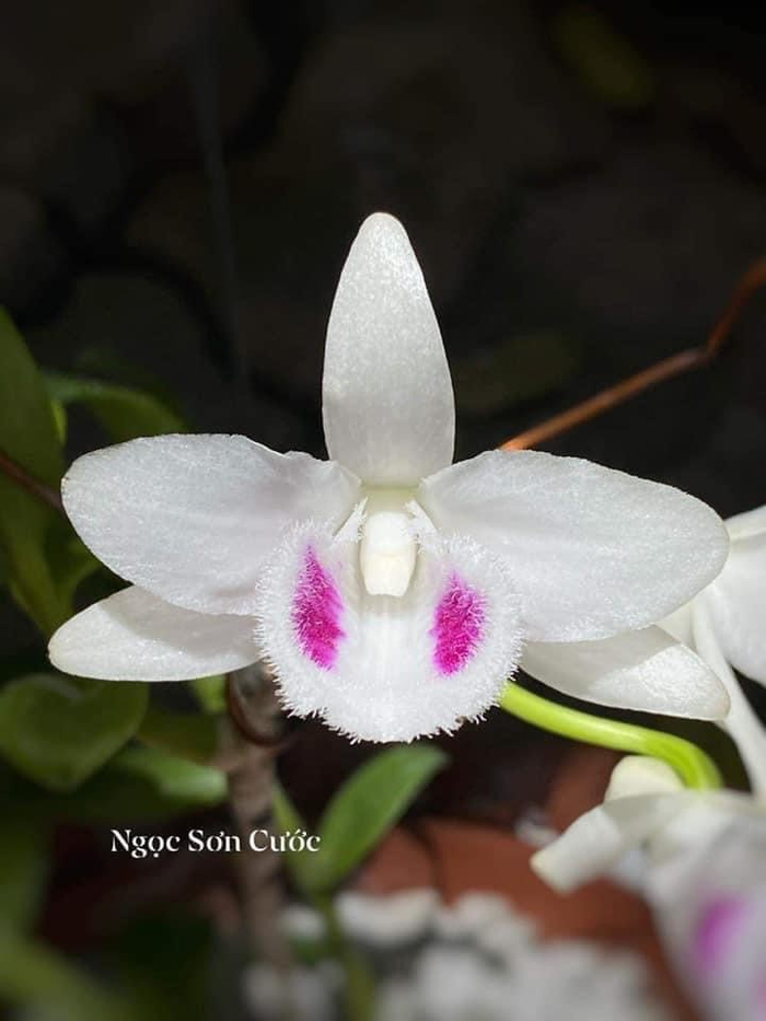 Sự kết hợp tuyệt đẹp giữa màu sắc và dáng hoa tựa cánh Én mùa xuân của hoa lan đột biến