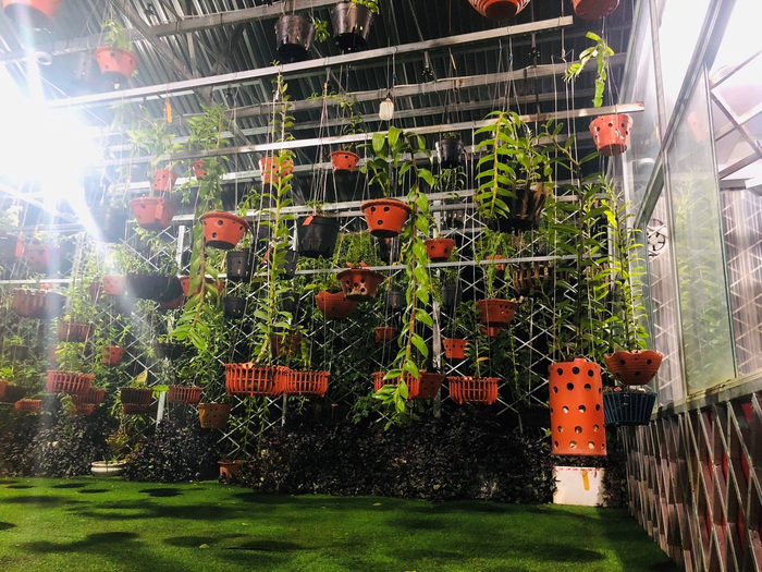 Những dò lan được treo xem kẽ ngay trong vườn&nbsp;