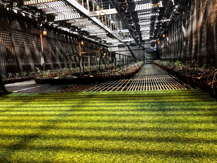 Không chỉ sưu tầm những dòng lan quý mà anh còn nhân giống để bảo tồn