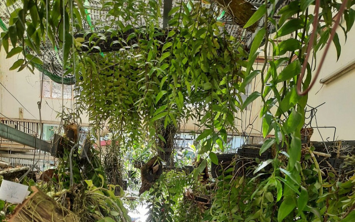 Hoa lan Kim Thành: Vườn lan của mẹ bỉm sữa đam mê lan Ảnh 2