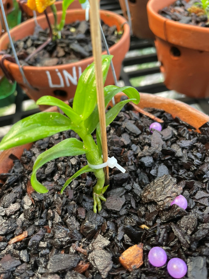 Một trong những cây lan con được anh trồng ghép