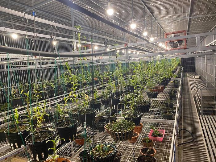 Một góc trong vườn lan của anh Đồng&nbsp;