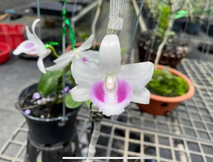 Nghệ nhân Nguyễn Tùng Huy chia sẻ về niềm đam mê trồng và chăm sóc hoa lan đột biến Ảnh 4