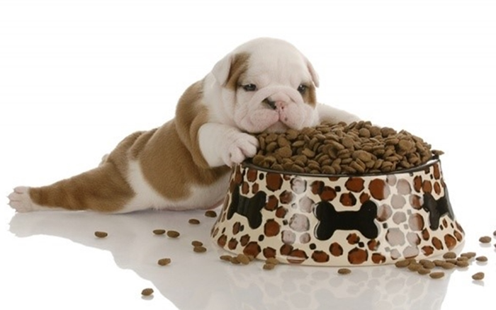 Chăm sóc cho cún cưng như thế nào là hợp lý? Ảnh 2