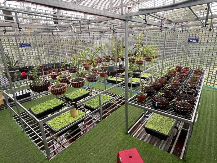 Vườn lan Var của anh Nguyễn Ngọc Vương hiện có hàng trăm giò lan lớn nhỏ
