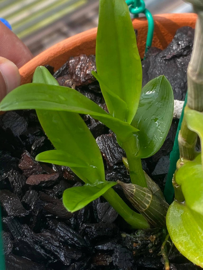 Lan đột biến thuộc vào loại cây khó chăm, cần phải dành nhiều thời gian và công sức để cây tránh bị sâu bệnh