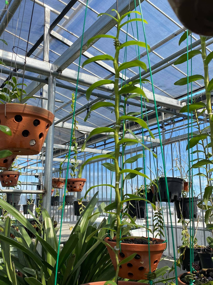 Hoa lan là một loài hoa “kiêu kỳ”, để trồng được lan đột biến cũng là cả một sự cố gắng, đầu tư không hề nhỏ